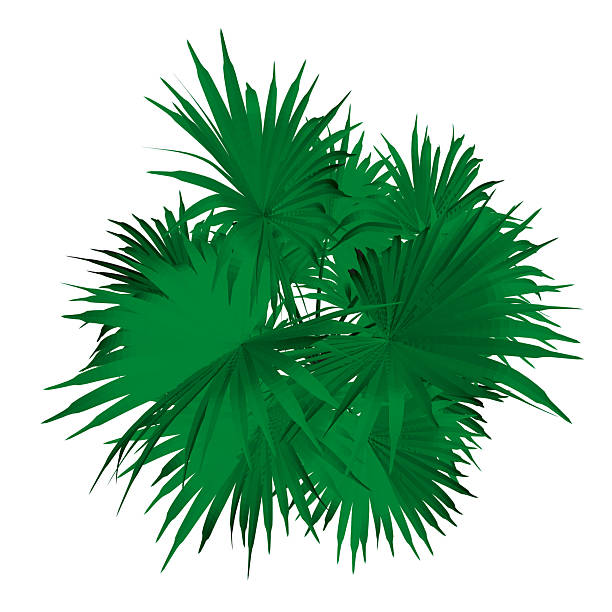 Palm tree with long, green leaves are shown in the image. The trees are tall and spread out, creating a lush, tropical atmosphere