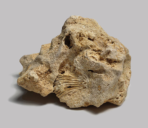 istock Fossilized Coral Rock with Natural Texture on White Background 2210548362