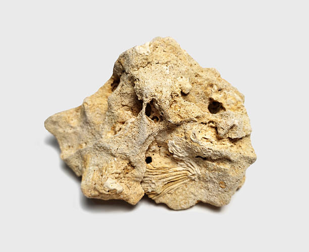 istock Fossilized Coral Rock with Natural Texture on White Background 2210548377