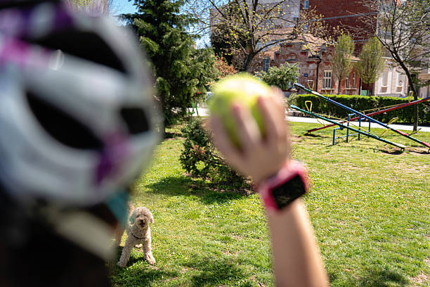 A playful dog stands in a park, watching attentively as someone holds up a ball. In the background, a sunny playground scene adds depth to the image, evoking feelings of joy and playfulness. The surrounding greenery highlights the park's inviting atmosphere.
