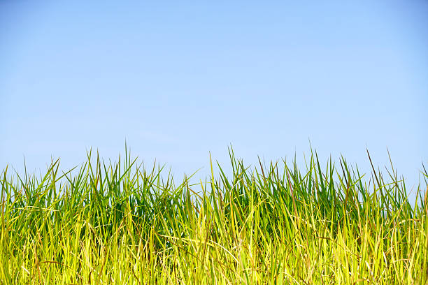 istock Vibrant Green Grass Against a Clear Blue Sky in Natural Setting 2210552019