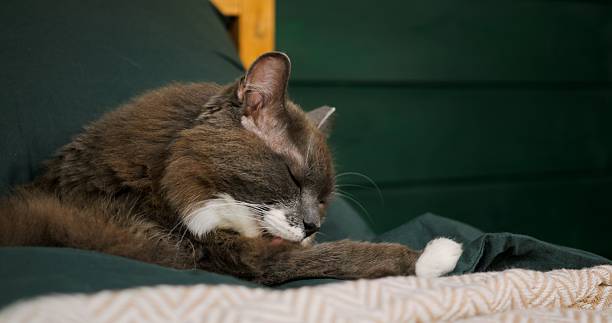 istock Gray fluffy cat with white chest and paws meticulously grooming itself while lying comfortably on soft green blanket against wooden headboard in peaceful bedroom setting. Cozy place, pets concept 2210553183
