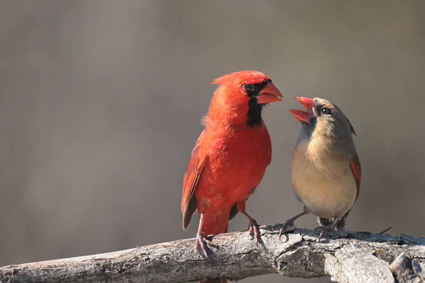 istock Male Cardinal feeding female sunflower seed in spring 2210553729