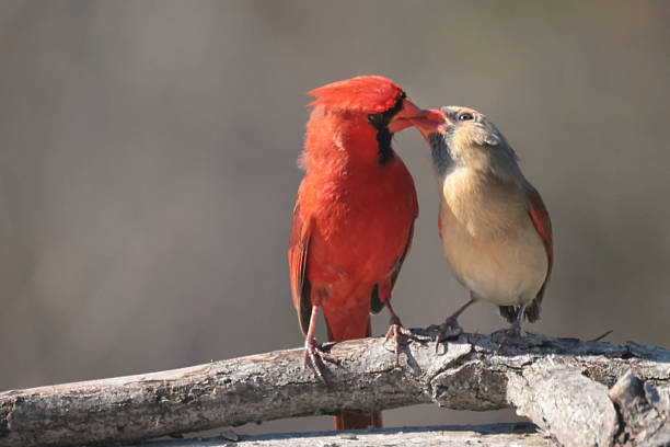istock Male Cardinal feeding female sunflower seed in spring 2210553730