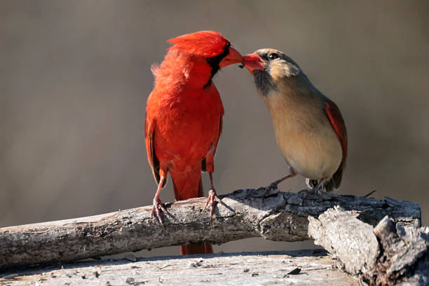 istock Male Cardinal feeding female sunflower seed in spring 2210553731