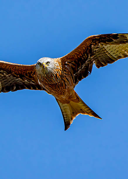 istock Red Kite flying over a nature reserve 2210553735