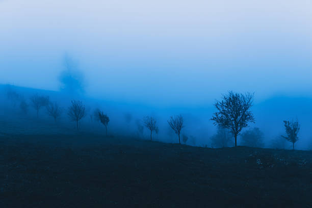 Dawn in Shadows,The Forest Hides the Morning Beneath a Withering Sky