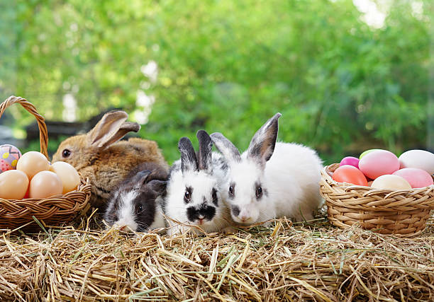 istock group of young adorable rabbits sitting on hay with easter eggs background green nature 2210557319