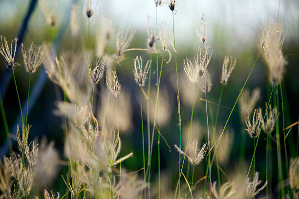 istock Soft Golden Grass Blades Dancing in Gentle Breeze at Sunset Glow 2210558284
