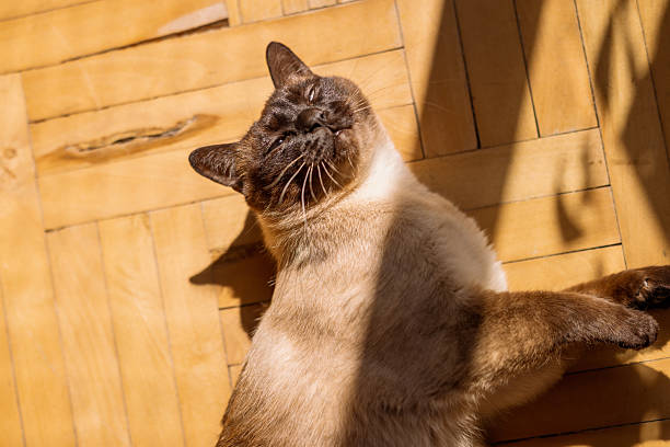 Siamese cat during the hunt. You can see how the vibries (mustache) touch the surface of the floor.