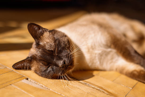 Close-up of a Siamese cat peacefully asleep on a warm wooden floor. A perfect cozy and tranquil moment.