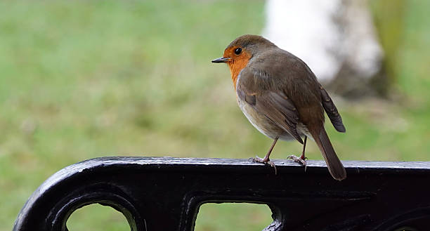 istock A European robin, erithacus rubecula, perching on a bench in a park. 2210561979