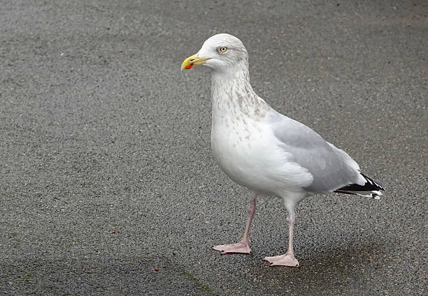 istock A herring gull, larus argentatus, standing on the asphalt surface of a road. 2210562011