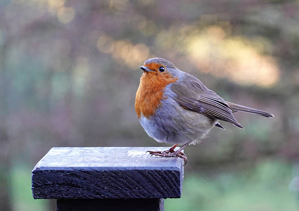 istock A chubby European robin, erithacus rubecula, perching on a fence post against a defocused background. 2210562345