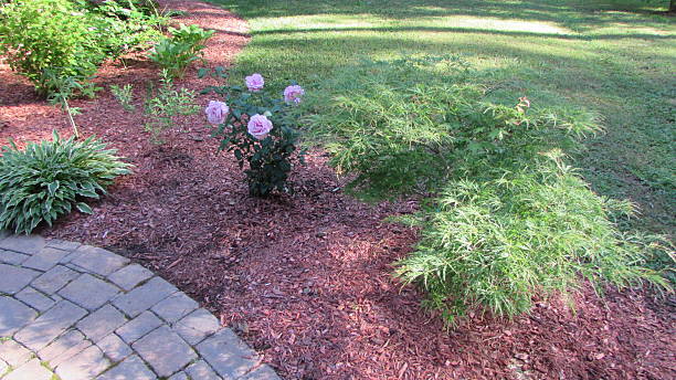 istock Mulched garden bed with pink roses and Japanese Maple tree 2210563129