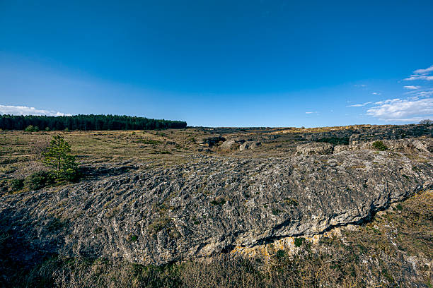 Wide rocky field under a clear blue sky with a distant forest line on the horizon. Natural, open landscape with textures and space for copy or design.
