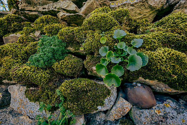 Close-up of green moss and succulent plants growing between weathered rocks. Natural textures and rich tones highlight resilience and organic beauty.