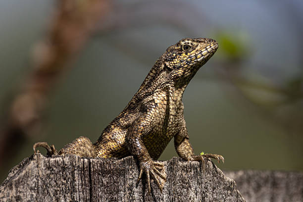 istock Curly Tailed Lizard Up close face detail 2210565879
