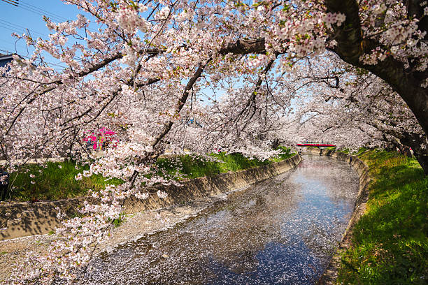 Nagoya Cherry Blossom Season