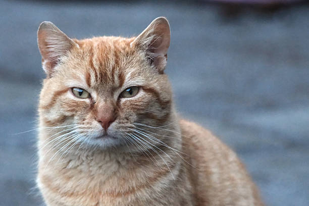 A serious-looking orange tabby cat with piercing green eyes, sitting calmly and staring intently into the camera. Close up.