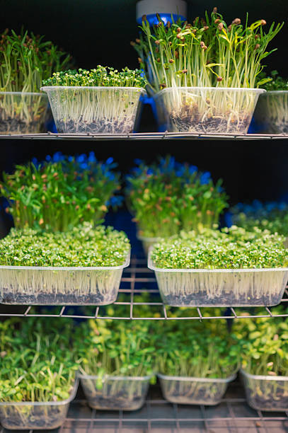 istock An organized vertical farming system featuring neatly aligned rows of fresh leafy greens under artificial lighting. 2210569187