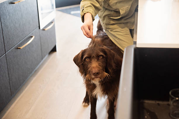 istock Woman's hand petting dog in home kitchen. 2210571529