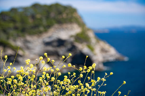 The beautiful coastline of the Presqu'ile de Giens (Giens peninsula) on the French Riviera beside Porquerolles and Hyères