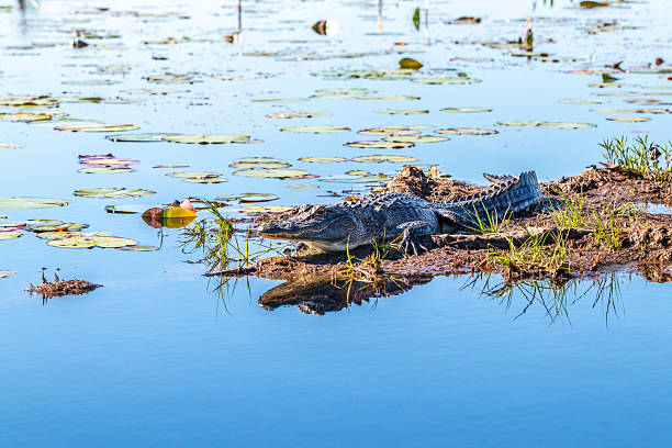 istock Alligator in Georgia Swamp 2210575731