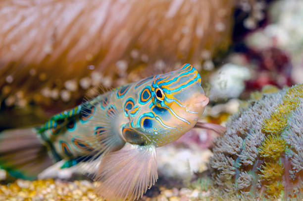 Mandarin dragonet (Synchiropus Picturatos