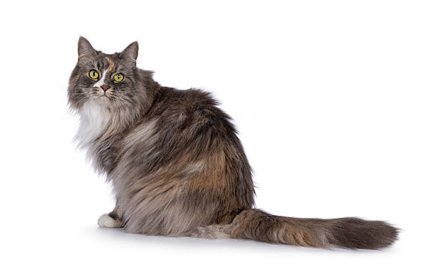 istock Adult cat on white background 2210576683