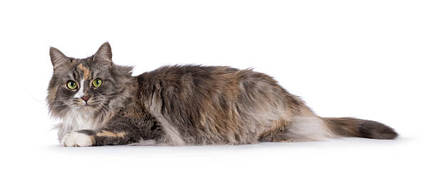 Adult cat on white background