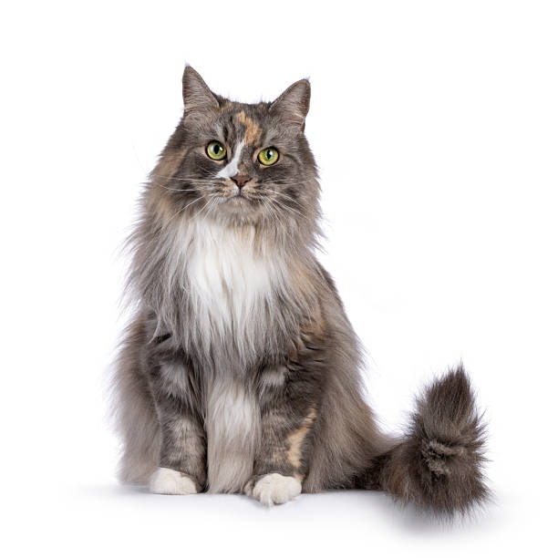 istock Adult cat on white background 2210576701