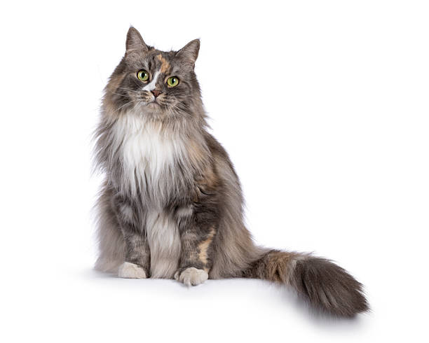 istock Adult cat on white background 2210576711