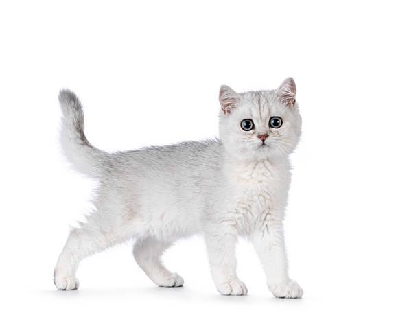 istock British Shorthair cat kitten on white background 2210577239