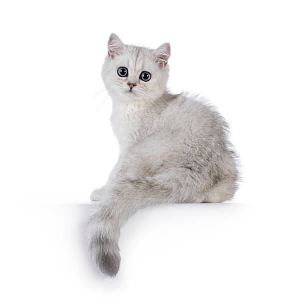 istock British Shorthair cat kitten on white background 2210577255
