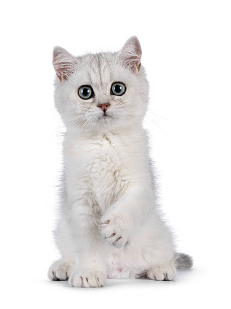 istock British Shorthair cat kitten on white background 2210577306