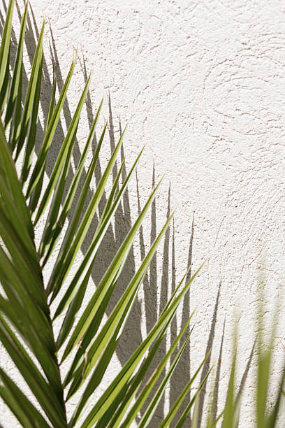 istock Green palm frond casting sharp shadow in the sun on warm light beige textured plaster wall in Essaouira, Morocco 2210577471