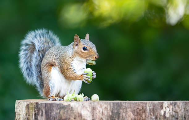 istock Grey squirrel eating green acorn on a tree stump in autumn 2210580222