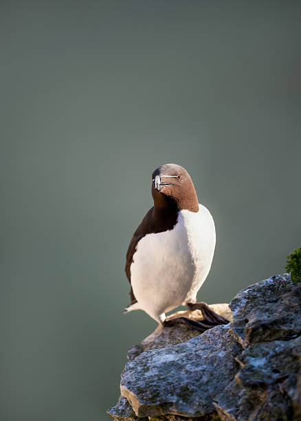 istock Portrait of a Razorbill perched on a sea cliff 2210580235