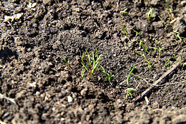 istock Dill seeds sprout from the ground 2210580511