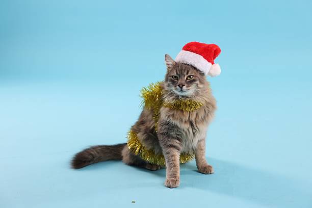 Cute cat in Santa hat with yellow Christmas tinsel on light blue background