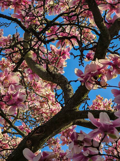 istock Beautiful Magnolia Tree Blossom with Pink Flowers on Blue Sky 2210581498