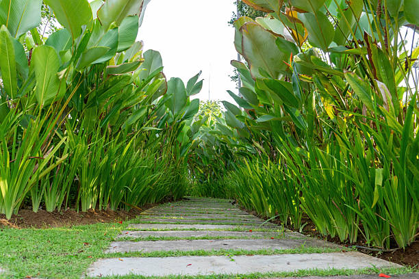 Stone walkway leads through vibrant green plants and grass creating a calming path perfect for garden designs or landscaping projects.