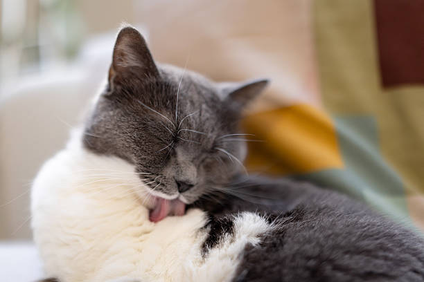 istock Cat Grooming on a Couch – Peaceful Ritual 2210583288