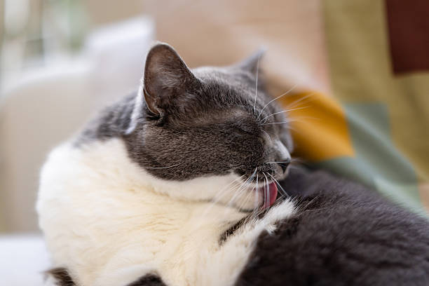 A gray and white cat peacefully grooming itself on a soft white couch, surrounded by colorful pillows. Captures a private, calming routine in a cozy home setting.
