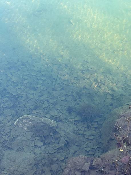 istock Clear Water with Submerged Leaves and Stones 2210588268