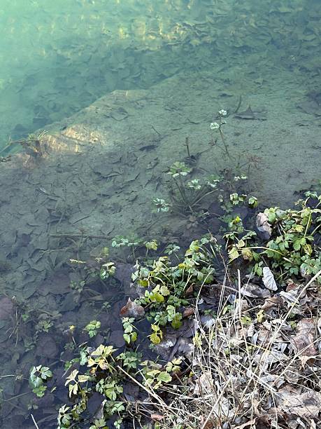 istock Lakeshore Plants Reflected in Clear Water 2210588299