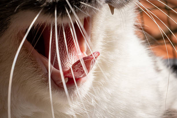 Tabby Cat