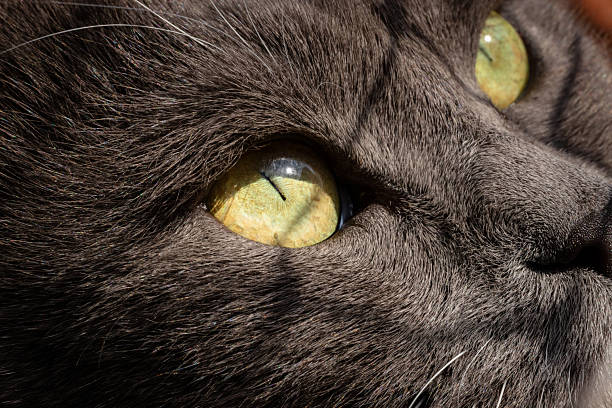 Extreme close-up of a cat’s yellow-green eye catching the sunlight. The detail captures the texture of fur, the shine of the iris, and the intensity of the feline gaze. Ideal for themes of animal vision, observation, awareness, and macro detail in nature photography.