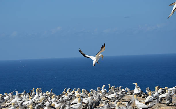 istock Gannet trying to land 2210589160